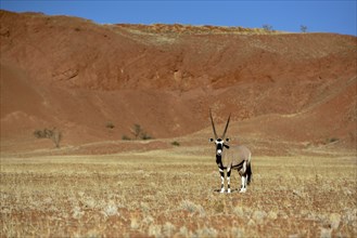 Gemsbok (Oryx gazella) in barren landscape, Gondwana Namib Park, near Sesriem, Hardap Region,