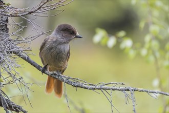 Siberian jay (Perisoreus infaustus) sits on a dry branch, Lapland, Sweden, Europe