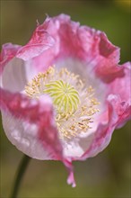 Poppy (Papaver), flower in pink and white, close-up, Ternitz, Lower Austria, Austria, Europe