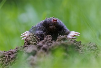 European mole (Talpa europaea), Germany, Europe