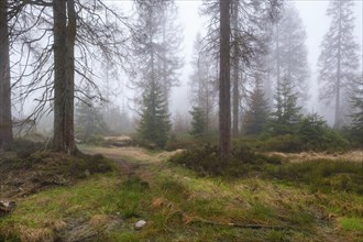 Forest at the Oderteich in the Nebel, Harz National Park, Lower Saxony, Germany, Europe