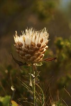 Seeds of a Cardueae plant (Rhaponticum coniferum) at Mount "La Talaia del Montmell" at evening,