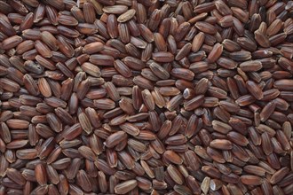 Red rice, Camargue rice from France, rice variety with a red bran layer, usually offered as brown