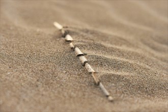 Old reed lying on the beach "Platja del Fangar", coast, nature reserve, ebro delta, Catalonia,