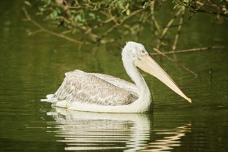 Dalmatian pelican (Pelecanus crispus) swimming in a lake, Bavaria, Germany, Europe