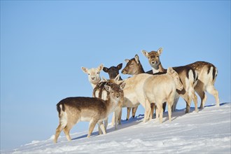 European fallow deer (Dama dama) does pack on a snowy meadow in the mountains in tirol, Kitzbühel,