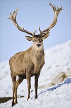 Red deer (Cervus elaphus) stag on a snowy meadow in the mountains in tirol, Kitzbühel, Wildpark