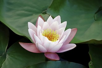 Water lily pond in late summer, water lilies (Nymphaea), Saxony, Germany, Europe