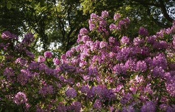 Rhododendron flowers (Rhododendron Homer), Royal Botanic Gardens, Kew, London, England, Great