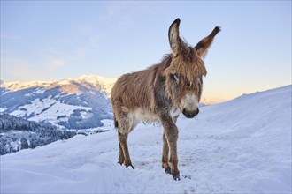 Domestic donkey (Equus asinus asinus) on a snowy meadow in the mountains in tirol at sunrise,