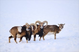 European mouflon (Ovis aries musimon) rams with ewe on a snowy meadow in the mountains in tirol,