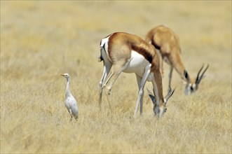 Juvenile Cattle egret (Bubulcus ibis) and two springbok grazing, Etosha National Park, Namibia,