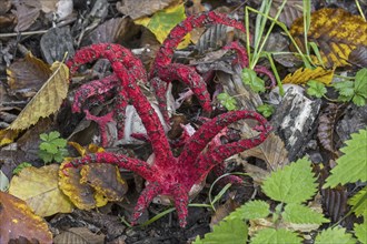 Octopus stinkhorn (Clathrus archeri), devil's fingers (Lysurus archeri) invasive fungus in Europe