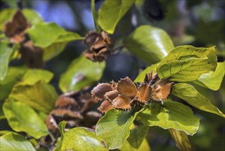 European beech (Fagus sylvatica), common beech close up of leaves and open cupules in early autumn