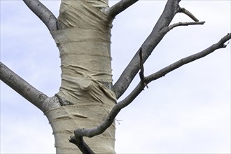 Exposed beech tree (Fagus sylvatica) trunk wrapped in burlap, jute as protection for bark against