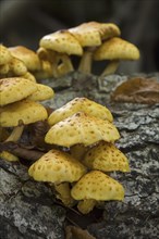 Golden scalycap (Pholiota aurivella) toadstools on beech tree