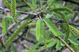 Velvet mesquite (Prosopis velutina) Close-up of leaves and flowering catkins, Sonoran Desert,