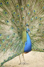 Indian peafowl (Pavo cristatus) spread one's tail (feathers) on the ground, Spain, Europe