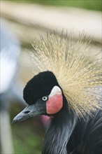 Black crowned crane (Balearica pavonina), portrait, Spain, Europe