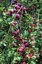 Wild Plum (Prunus americana) Tree, fruits, plums