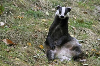 Badger, european badgers (Meles meles), Marten species, Predators, Mammals, Animals, European