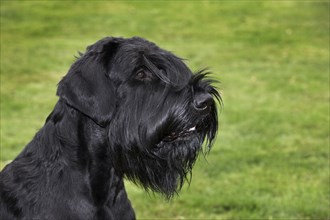 Domestic dog (Canis lupus familiaris) close-up