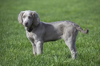 Domestic dog (Canis lupus familiaris), long-haired puppy in the field, Germany, Europe