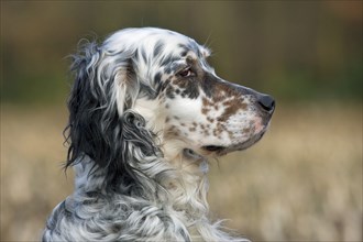 English Setter domestic dog (Canis lupus familiaris) close-up