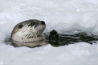 Canadian Otter looking out of ice hole (Lutra canadensis), Canadian otter looking out of ice hole