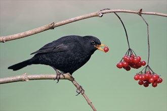 Blackbird (Turdus merula), male picking berries, Lower Saxony, Blackbird, male picking berries,