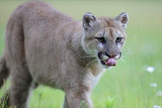 Cougar (Felis concolor), mountain lion