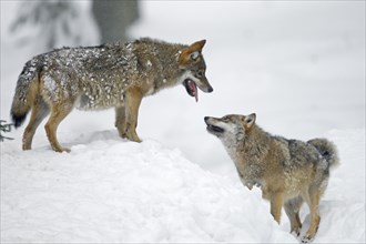 Wolves (Canis lupus)