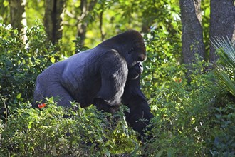 Western lowland gorilla (Gorilla gorilla gorilla), silverback, lateral, siberian ridge