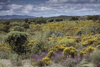 Landscape with broom and lavender, Tejo National Park, Alentejo, Portugal, Europe