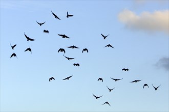 Red-billed Choughs (Pyrrhocorax pyrrhocorax), Andalusia, Spain, Europe