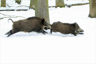 Wild Boar (Sus scrofa) chasing each other, side