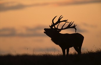 Red deer (Cervus elaphus) male, roaring