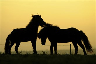 Islandic Horses at twilight, Icelandic ponies at dusk, Icelandic, sideways, side