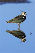 Lapwing (Vanellus vanellus), Northumberland national park, England, side