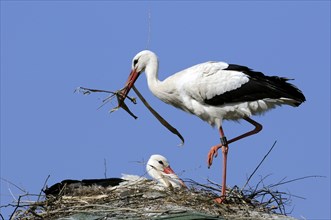 White storks (Ciconia ciconia), pair, nest, nesting material, Germany, Europe