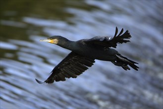 Cormorant, England (Phalacrocorax carbo)