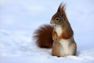 Squirrel (Sciurus vulgaris), Germany, Europe