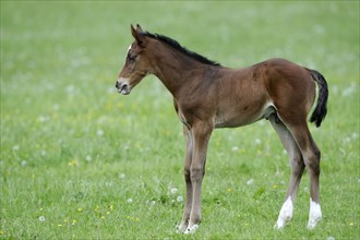 English thoroughbred, foal, lateral