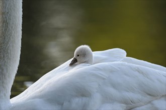 Mute swan (Cygnus olor), chick on back of parent, North Rhine-Westphalia, Germany, Europe