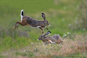 Granada hare (Lepus granatensis) hares, Portugal, Europe