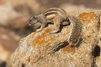 Barbary ground squirrel (Atlantoxerus getulus), chipmunk, Atlantic squirrel, ground squirrel,