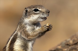 Barbary ground squirrel (Atlantoxerus getulus), chipmunk, Atlantic squirrel, ground squirrel,