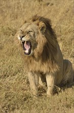 Lion (Panthera leo), with a mane, Ngorongoro, Serengeti, Tanzania, Africa