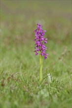 Man's orchid (Orchis mascula), flowering in a meadow, Hesse, Germany, Europe