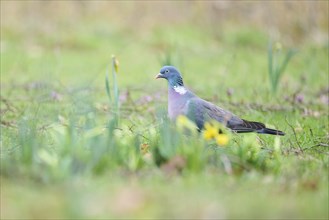 Feral pigeon (Columba livia domestica) on a meadow, Bavaria, Germany Europe